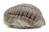 Bargain, Partial Pliomera Fischeri Trilobite - Russia #363229-2